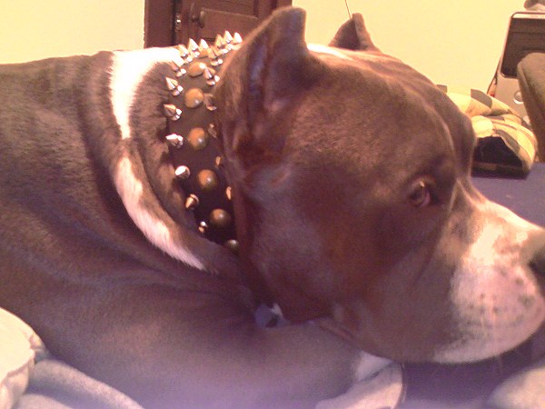 Leather Spiked and Studded Dog Collar