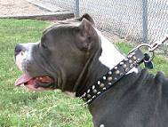 Dog Collar For Pit bull