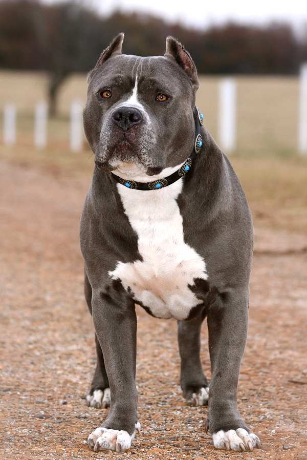 Pitbull dog collar