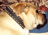 Spiked Dog Collar 