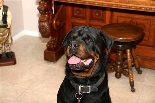 Rottweiler Leather dog collar