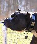 training dog collar