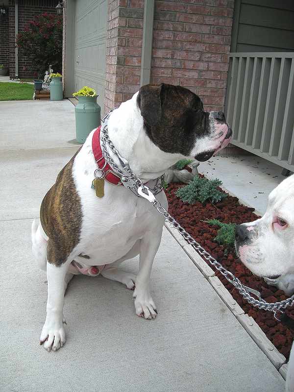 coupler dog leash for leading two dogs at the same time on the same leash