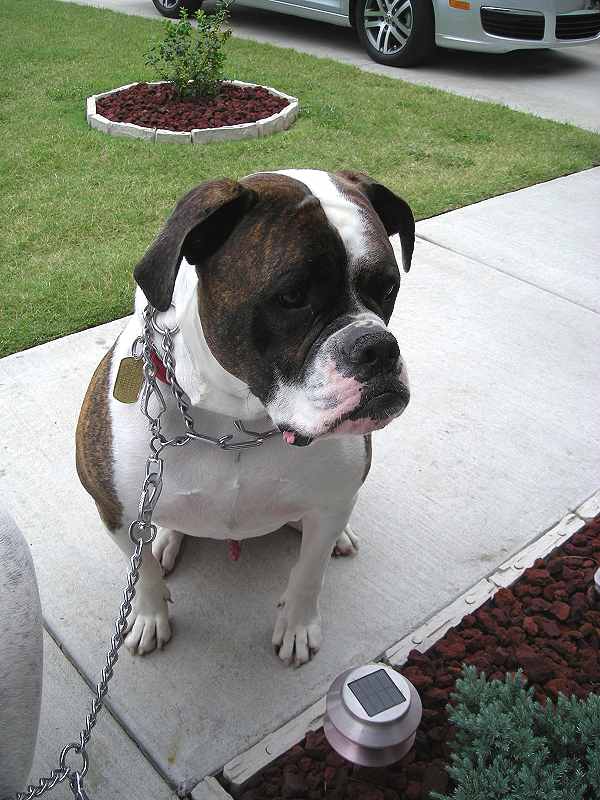 coupler dog leash for leading two dogs at the same time on the same leash