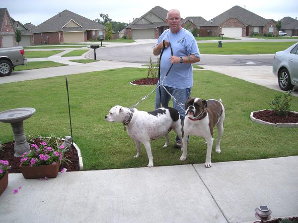 dog leashes for American Bulldog