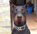 doberman dog collar