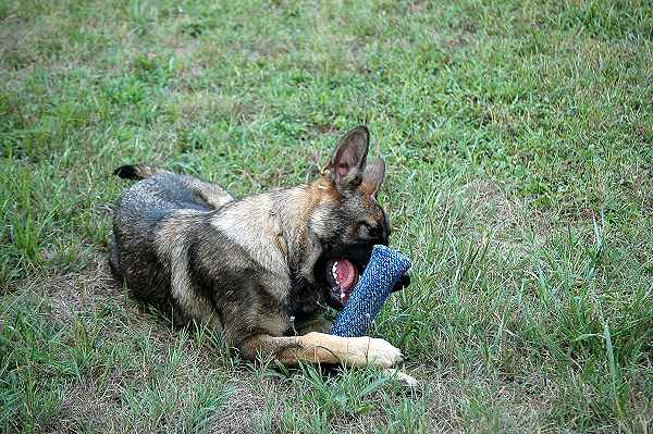 dog puppy bite tug 