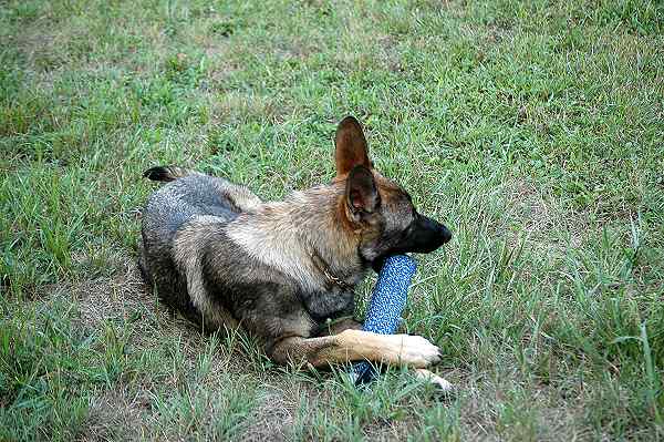 dog training bite tug 