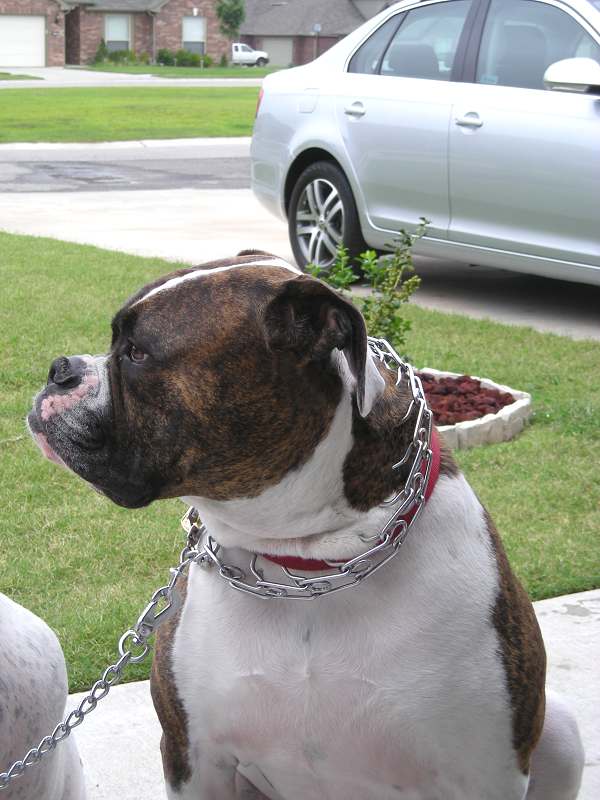 dog leashes for American Bulldog