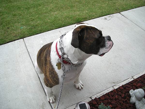 coupler dog leash for leading two dogs at the same time on the same leash