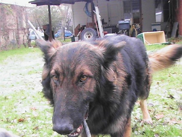 Dog training ball