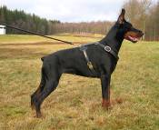 Doberman wearing dog harness