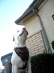 large dog harness