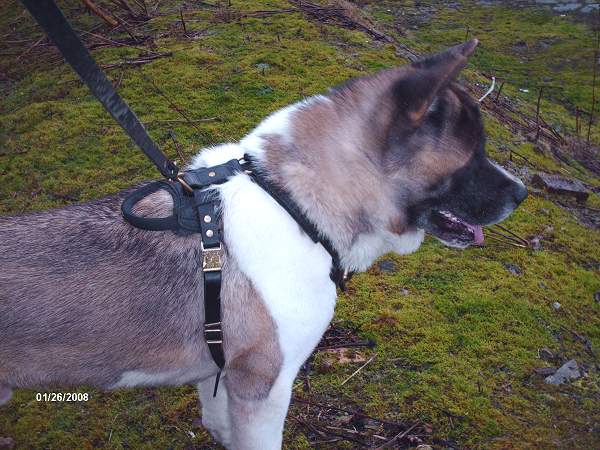 Akita dog harness