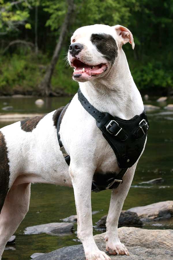 Protection Training Leather Dog Harness For Your American Bulldog