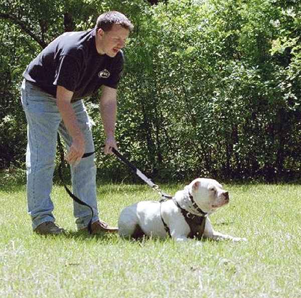 dog leather harness