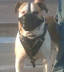ttack Leather Dog Harness
