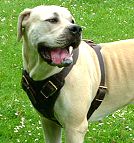 African Boerboel dog harness