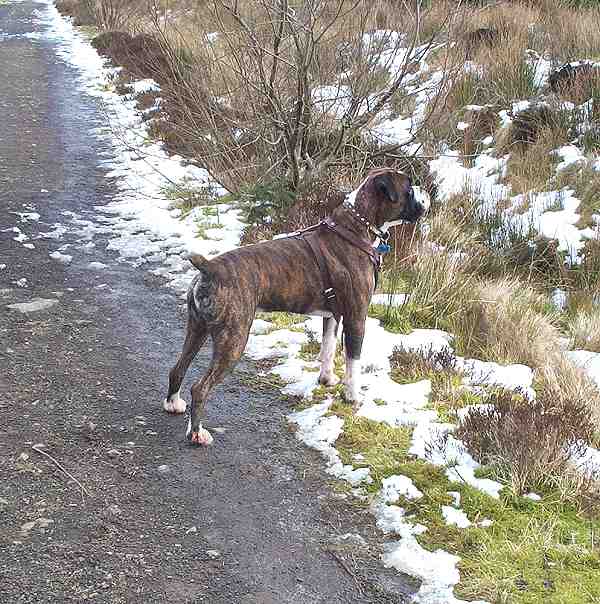 dog harness boxer archie