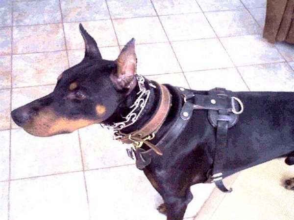 Attack Leather Dog Harness