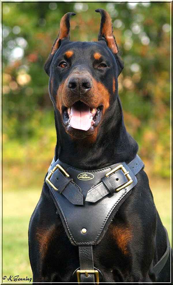 Order Chrome Plated Steel Rottweiler Prong Collar | Quick ... Agitation / Protection / Attack Dog Harness Perfect For ...