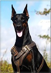 dog training harness