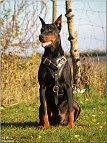 dog harness fog big dog