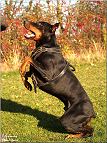 doberman dog harness