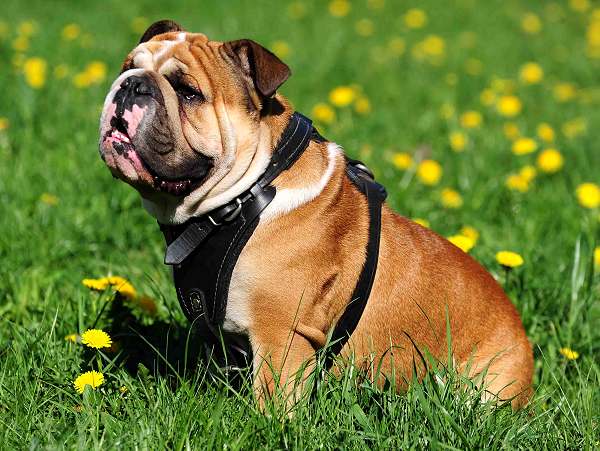 English Bulldog Attack Leather Dog Harness Padded