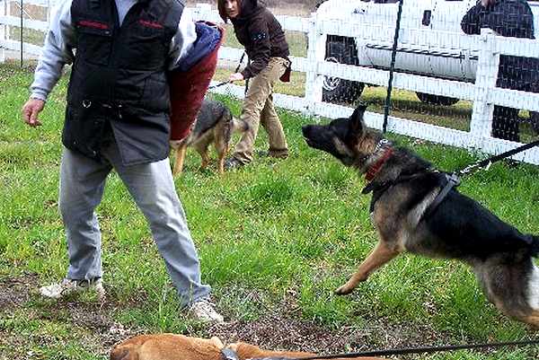 German Shepherd dog harness