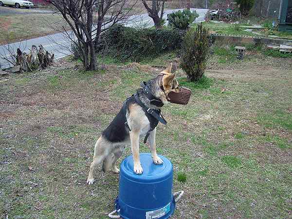 dog training muzzle