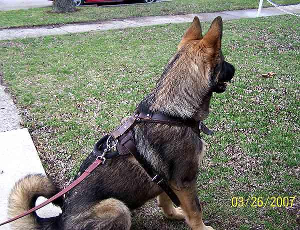 dog harness