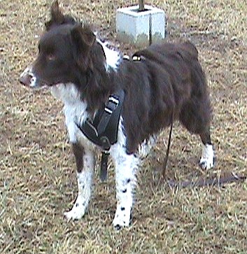 Australian shepherd leather dog harness