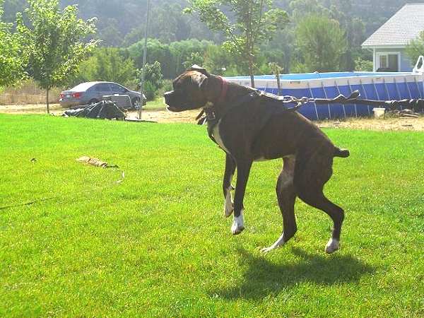 dog harness for Boxer training