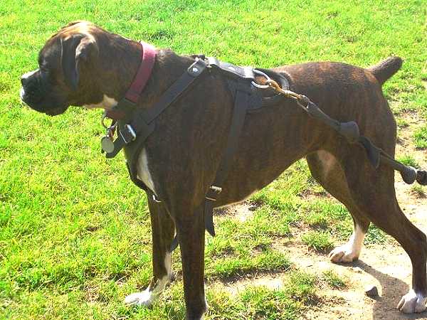 Attack Leather Dog Harness