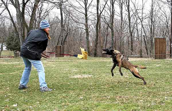 Belgian Malinois Leather Dog Harness