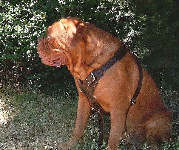 large mastiff harness