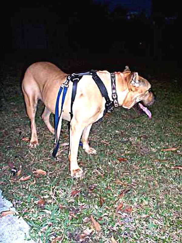 harness for Bullmastiff