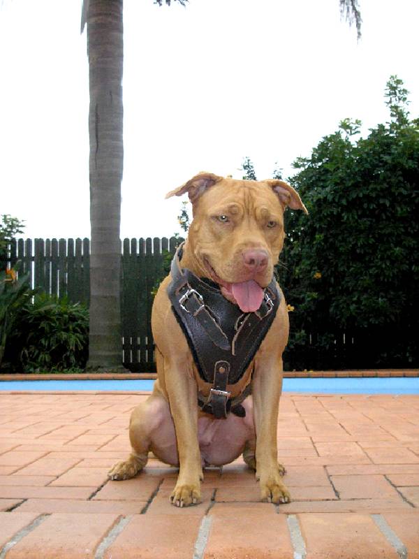 Pitbull classic training dog harness