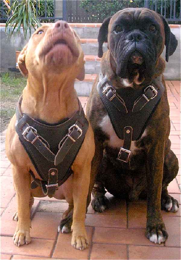 Pitbull and Boxer Protection Training Leather Dog Harness