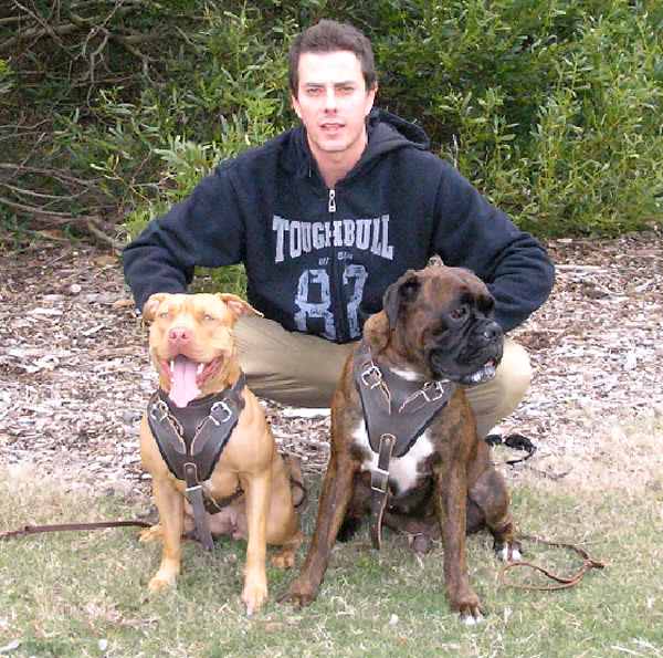 Pit Bulls Training Leather Dog Harness Padded