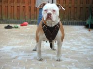 Leather Dog Harness