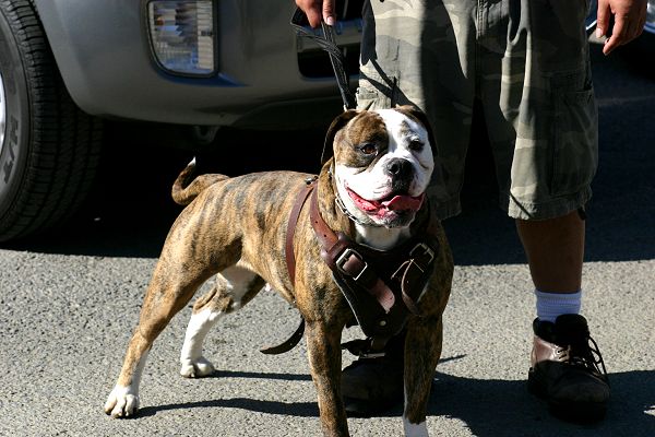 dog harness