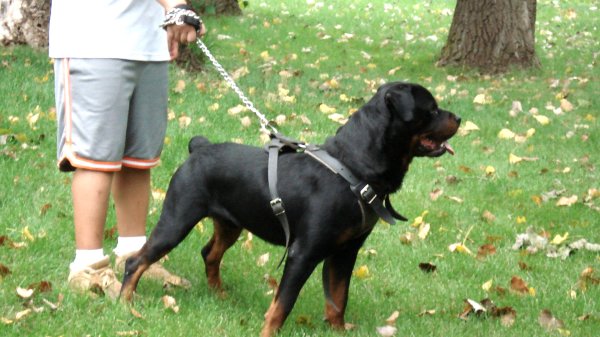 rottweiler dog attack training harness