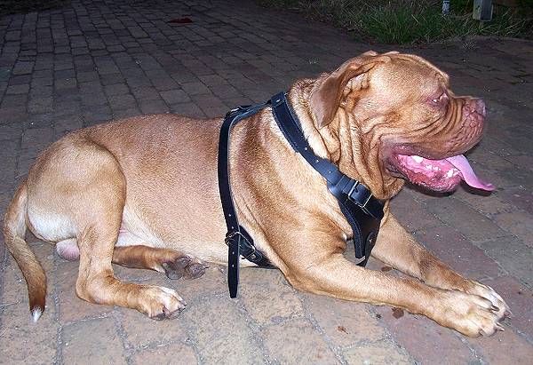 large dog harness