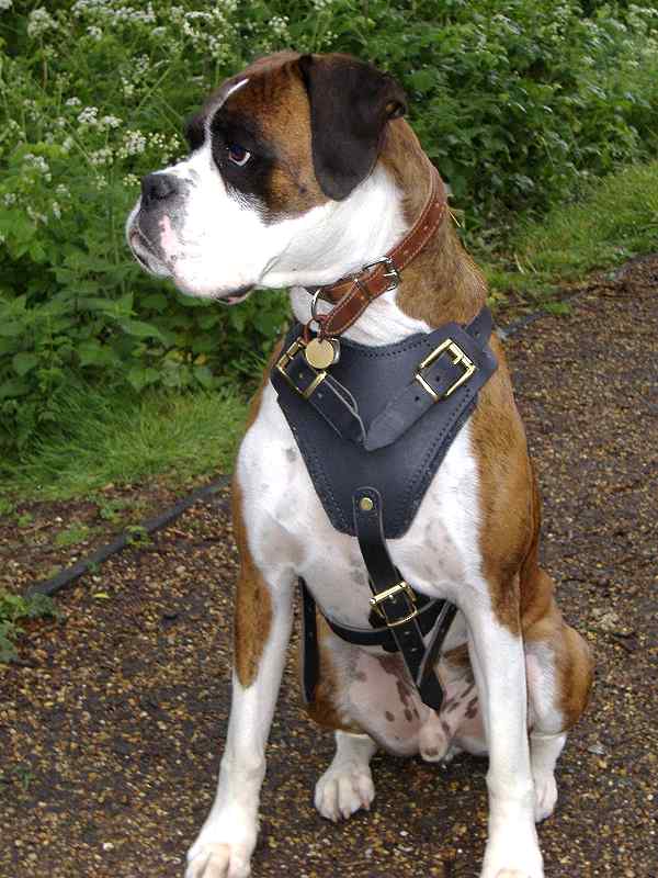 Best Boxer dog harness for Big dog