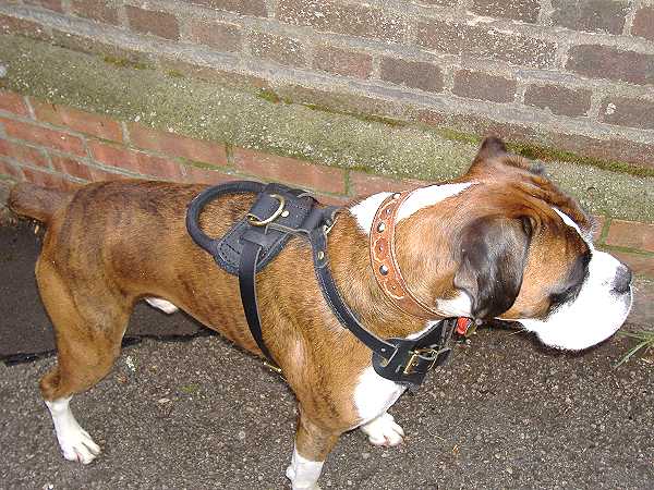 leather dog harness for boxer