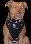 Pit bull dog harness