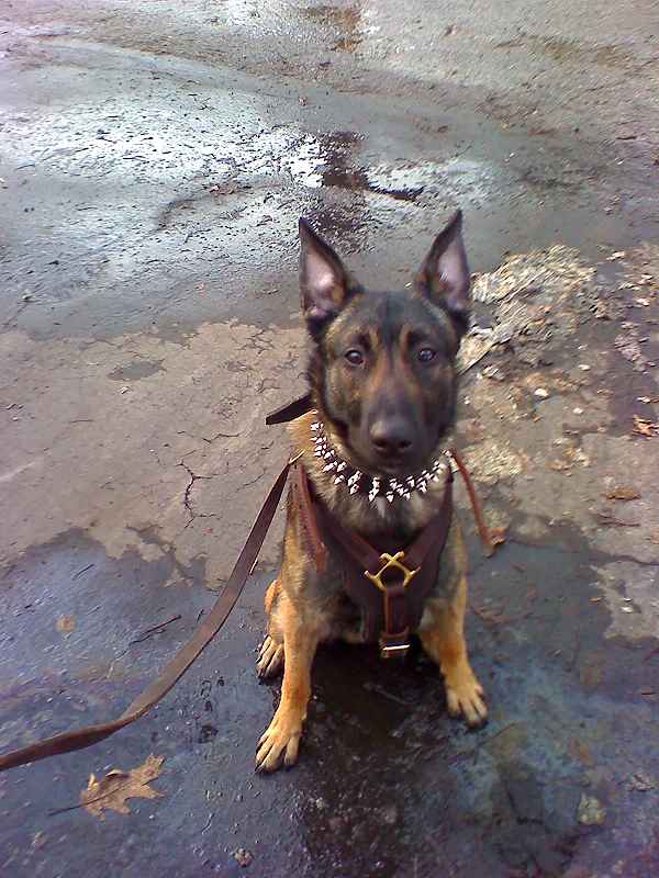 Leather Belgian Malinois Harness