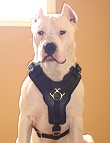 Argentine Dogo dog harness